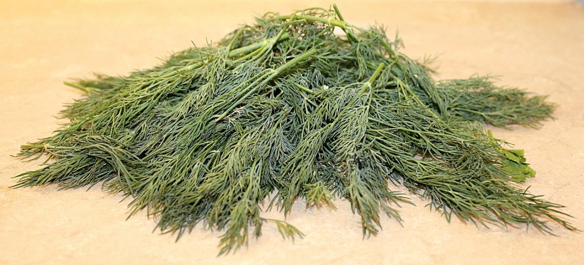 Mărarul: aroma inconfundabilă a bucătăriei românești