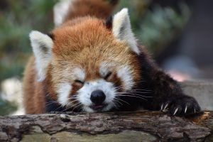 Diferențele dintre panda roșu și panda uriaș