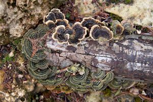 Putregaiul rădăcinilor: semne timpurii și prevenție