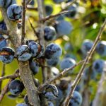 Ce beneficii are ceaiul de porumbar