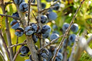 Ce beneficii are ceaiul de porumbar