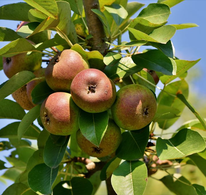 Cum se face fertilizarea la pomi fructiferi